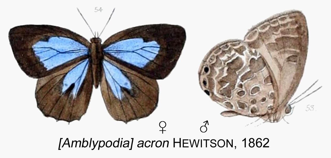 Acron (King of the Caeninenses)